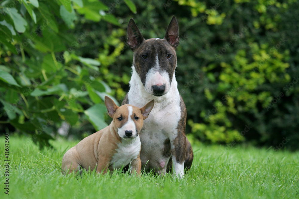 Mère et chiot Bull terrier miniature