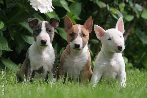 Leinwand Poster Trio von Freunden Miniaturhunde