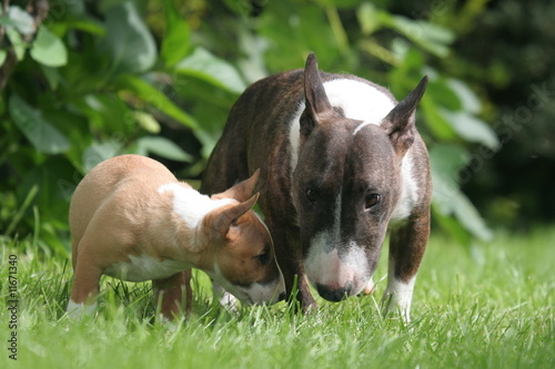Fotografia Bull terrier miniature et sa mère