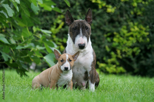 Foto Mère et chiot Bull terrier miniature