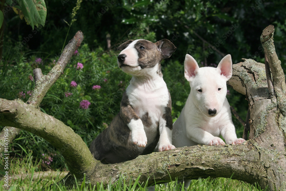Fototapeta premium Deux Bull Terrier miniatures à la campagne