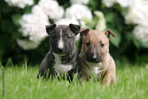 Obraz na płótnie Deux adorables Bull Terrier miniatures de face w salonie