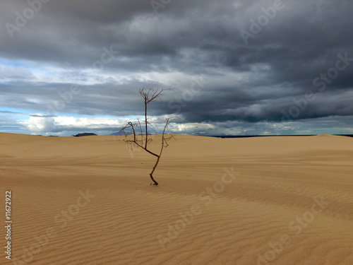 Einsamer Baum in der Sandwüste