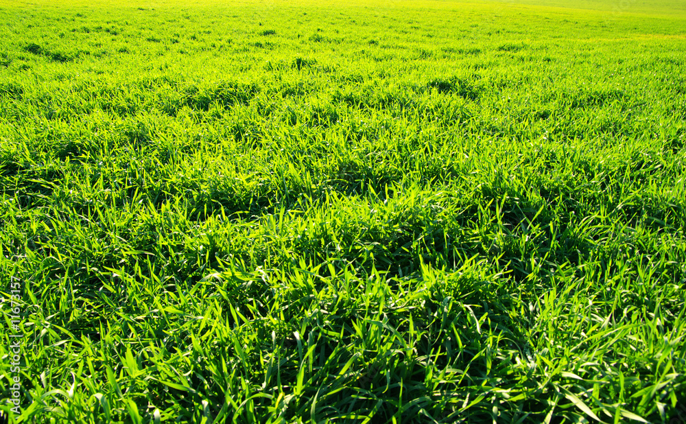 lawn field lawn field