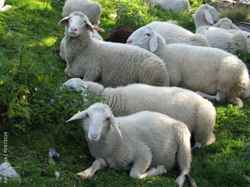 Fototapeta premium Alpine herd of sheep