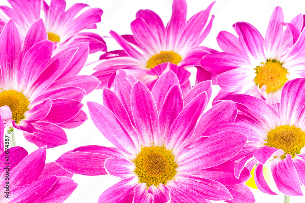 chrysanthemum chrysanthemum