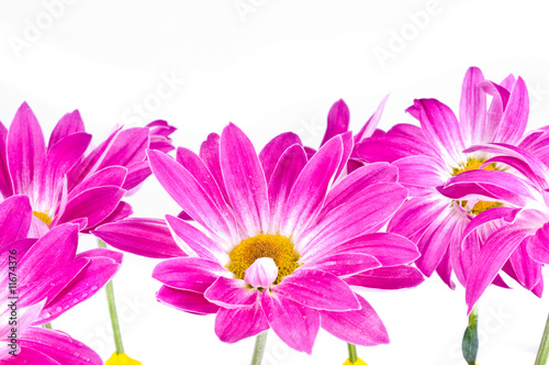 chrysanthemum