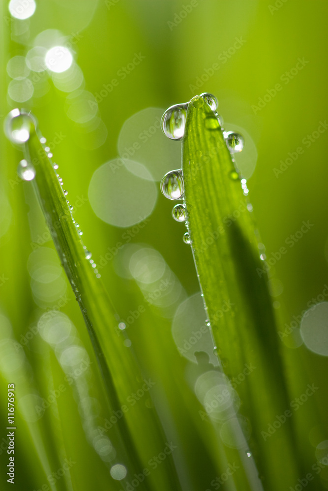 Fototapeta premium grass with water drops