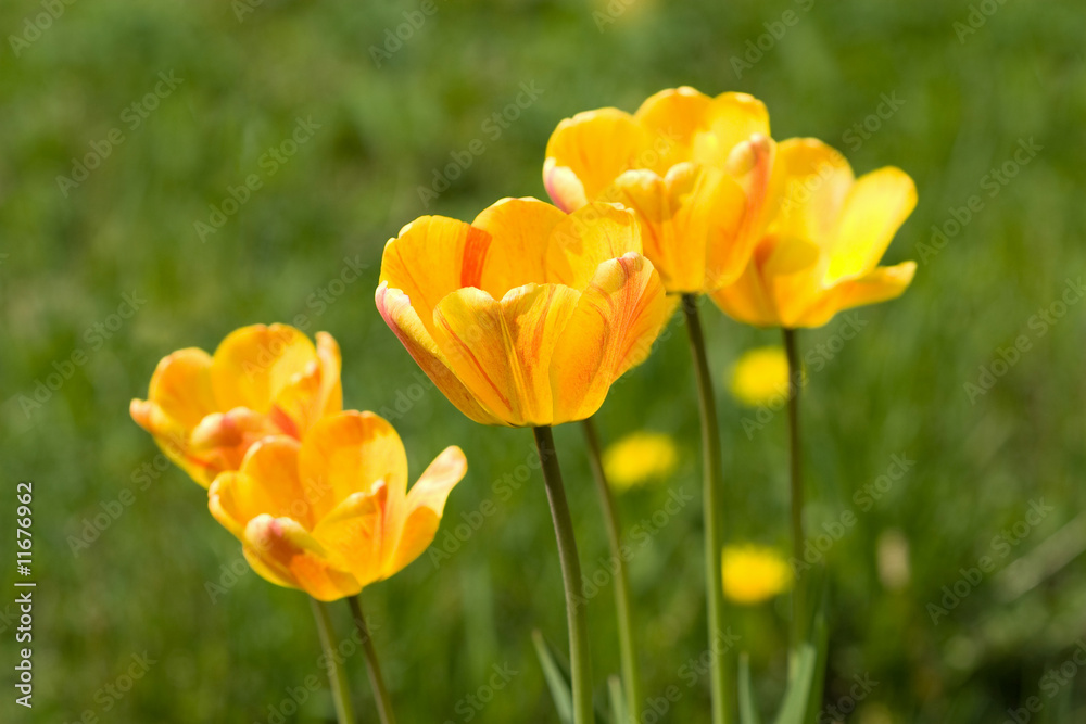 yellow tulips in the field yellow tulips in the field