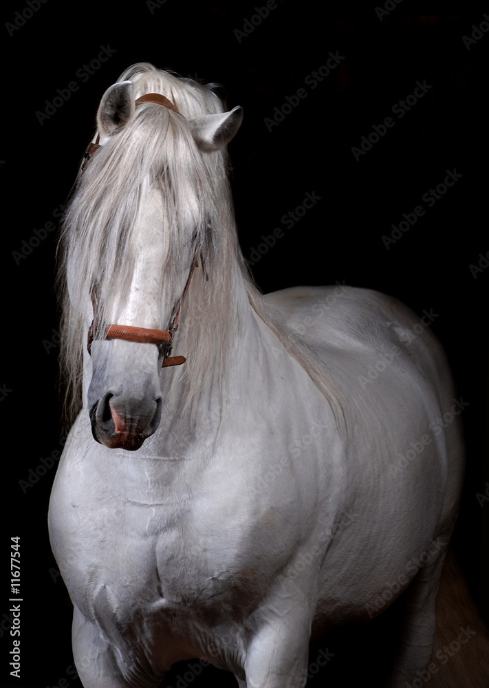 Fototapeta premium Koń andaluzyjski