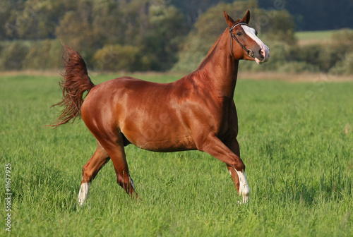 Fotoroleta trawa koń natura arabian zwierzę