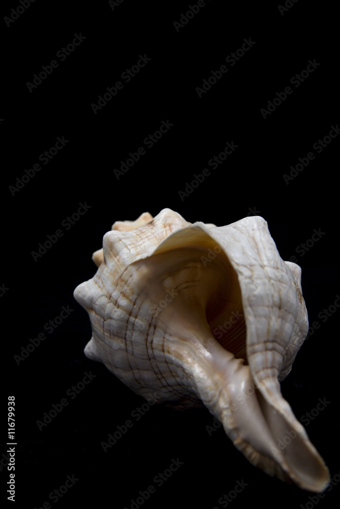 shell on the black background shell on the black background