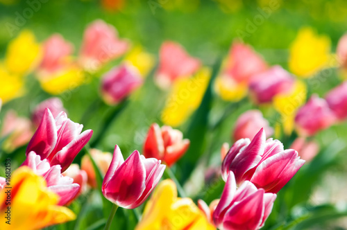 .spring tulip meadow © Maksim Shebeko