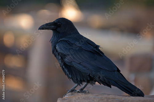 Common Raven, Corvus corax