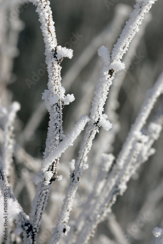 Hoar frost covers small branches. © Gregory Johnston