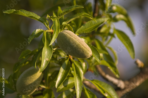 Almond tree