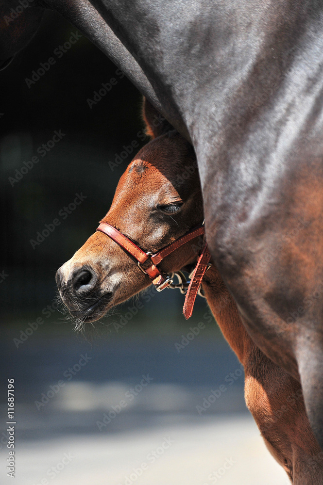 Obraz premium Pferde, Fohlen