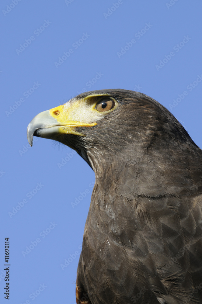 Harris Hawk