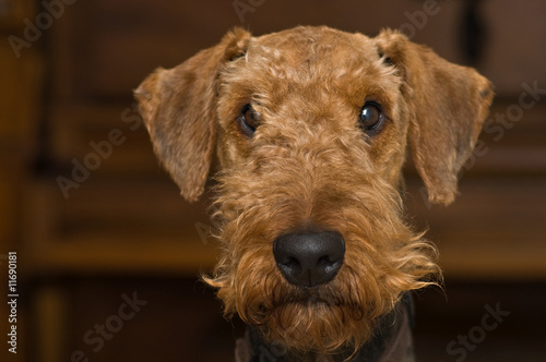 Head shot of a airedale terrier dog