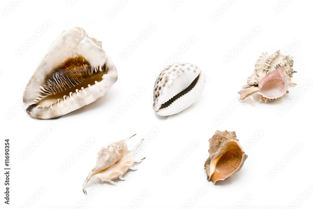 A set of seashells