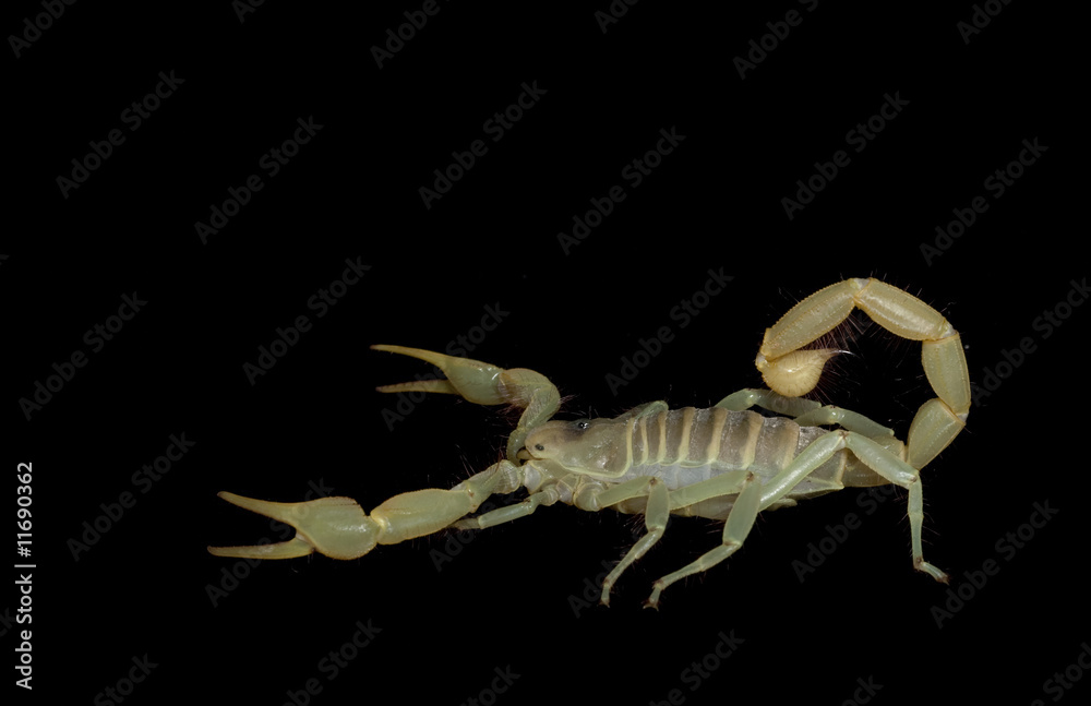 Dune Scorpion Dune Scorpion