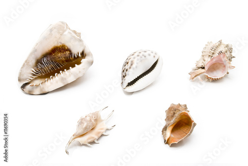A set of seashells