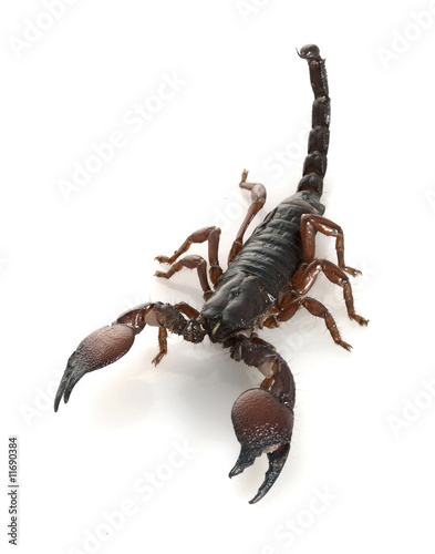 Red Claw Scorpion