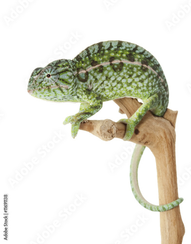 Carpet Chameleon photo