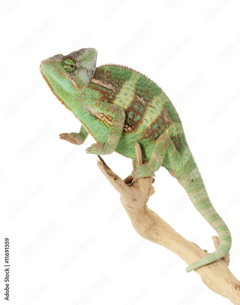 Obraz premium Veiled Chameleon