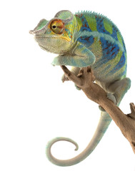Handdoek met foto Kameleon Ambanja pantherkameleon in felle kleuren  © fivespots
