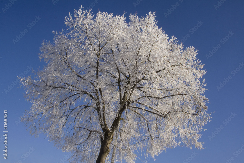 ice and tree