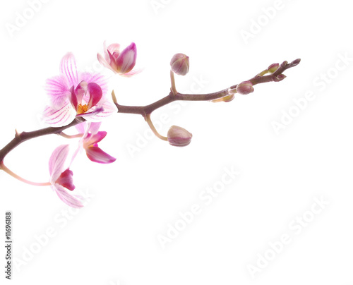 orchideenzweig