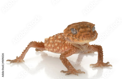 Rough Knob-tailed Gecko photo