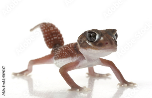 Smooth Knob-tailed Gecko © fivespots