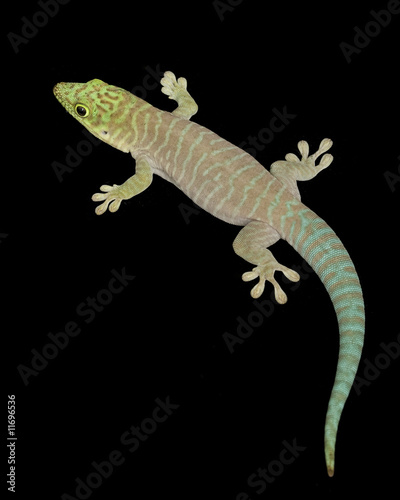 Standing¡¯s Day Gecko (Phelsuma standingi)