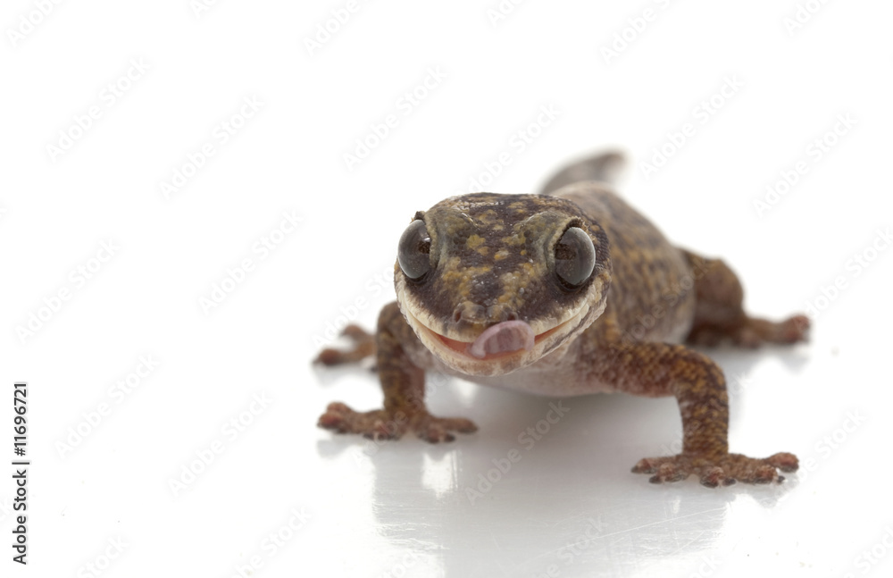 Fototapeta premium Velvet Gecko