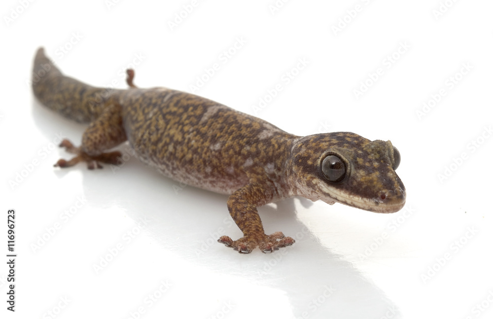 Naklejka premium Velvet Gecko