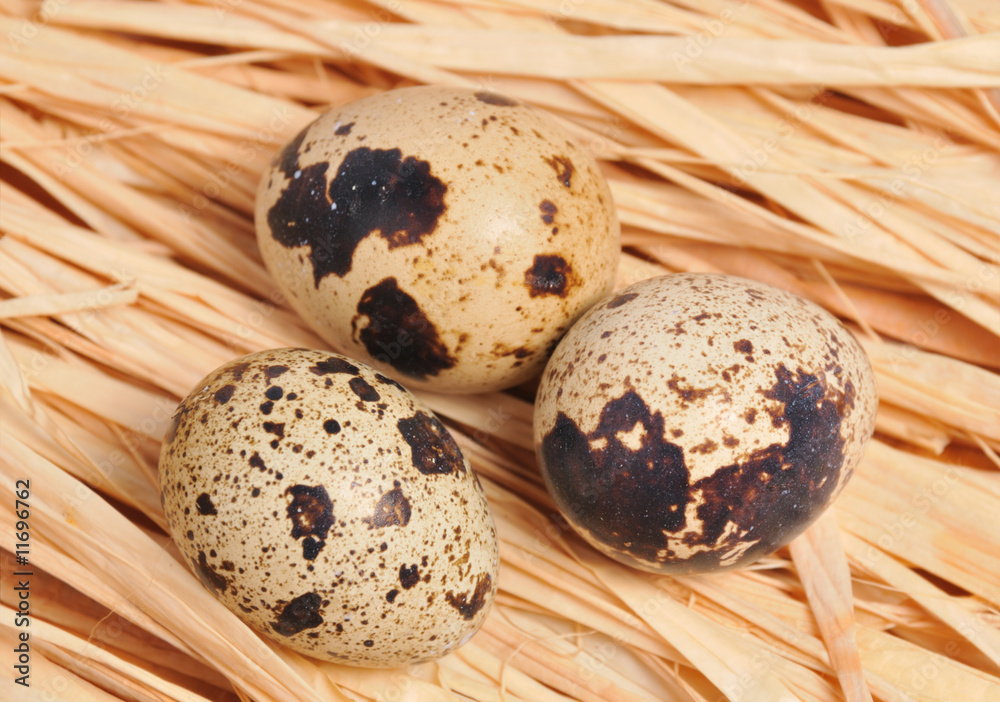 Obraz premium three spoted eggs