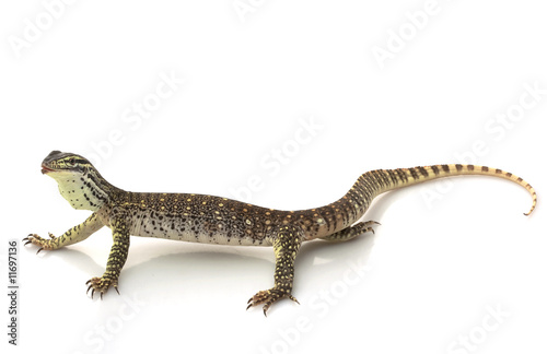 Argus Monitor Lizard © fivespots
