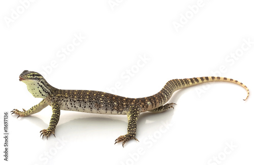 Argus Monitor Lizard