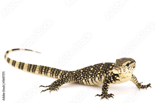 Asian Water Monitor Lizard (Varanus salvator) photo