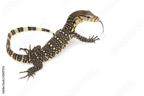 Asian Water Monitor Lizard (Varanus salvator)