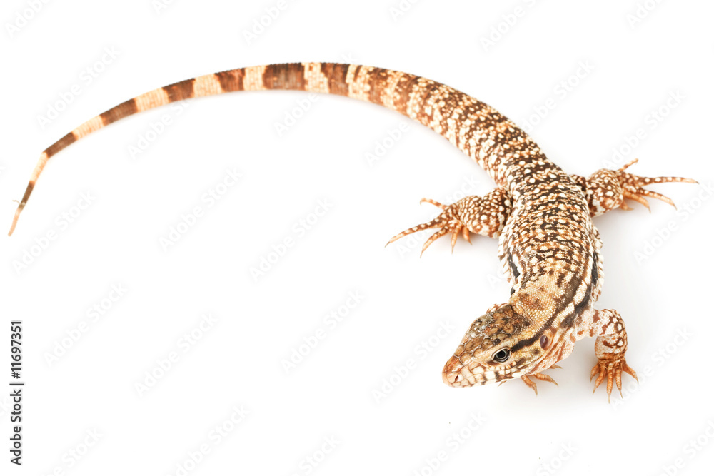 Naklejka premium Red Tegu