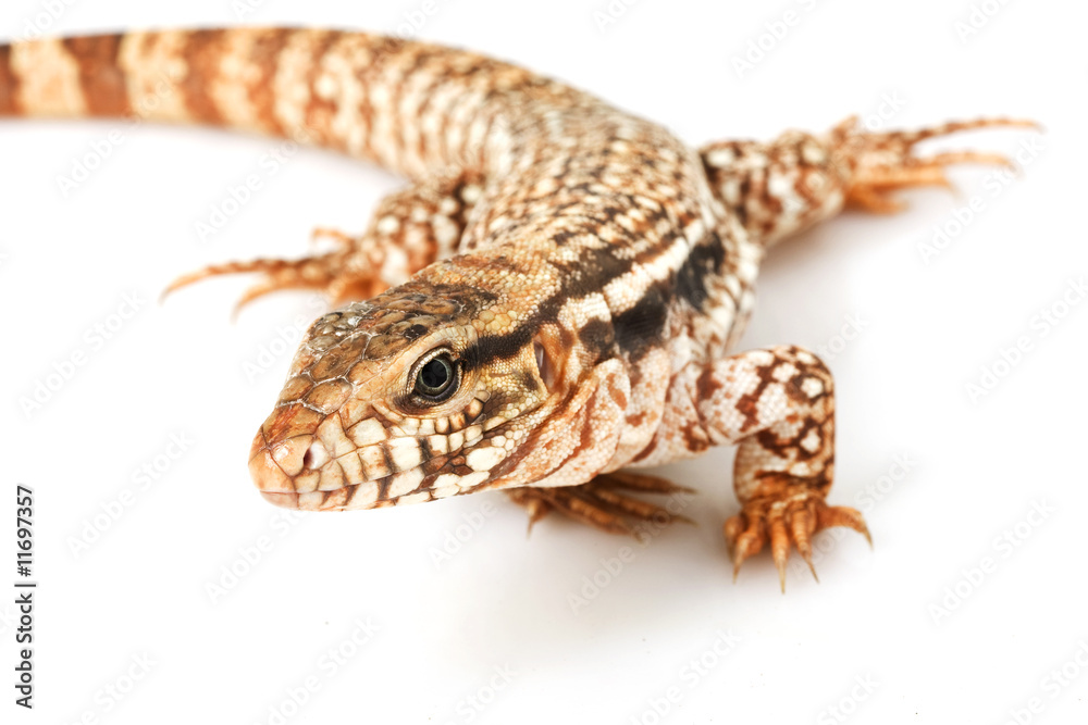 Fototapeta premium Red Tegu