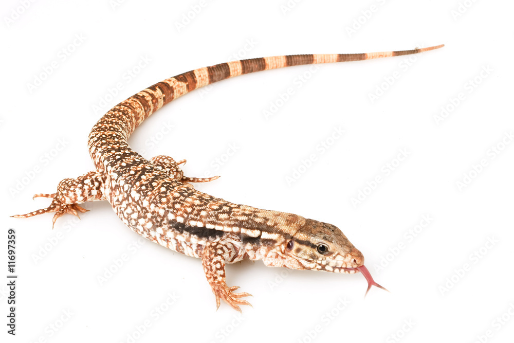 Naklejka premium Red Tegu