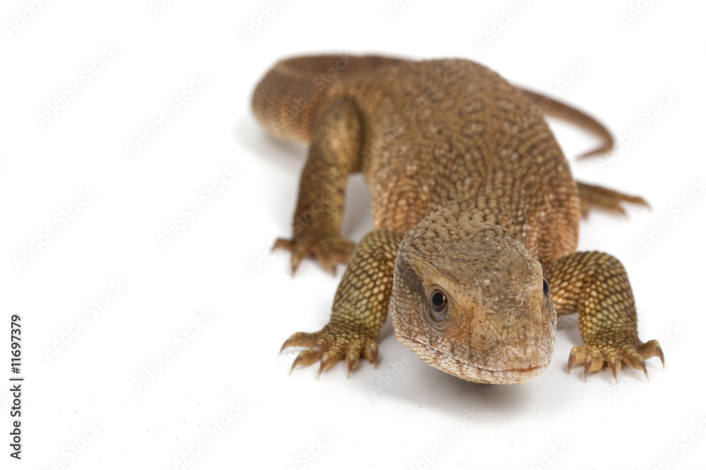 Obraz premium Savannah Monitor Lizard