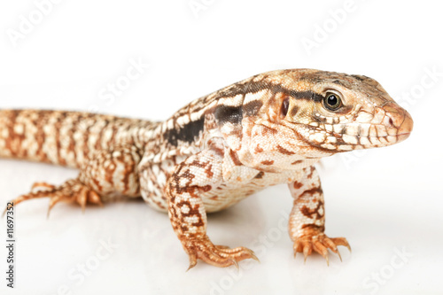 Red Tegu