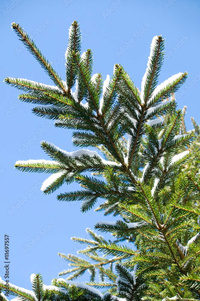 Tannenzweig mit Schnee Tannenzweig mit Schnee