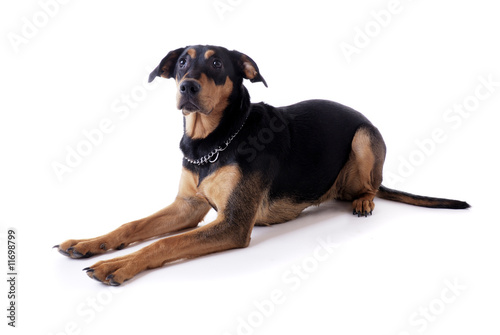 Fototapeta Naklejka Na Ścianę i Meble -  Hunde Portrait