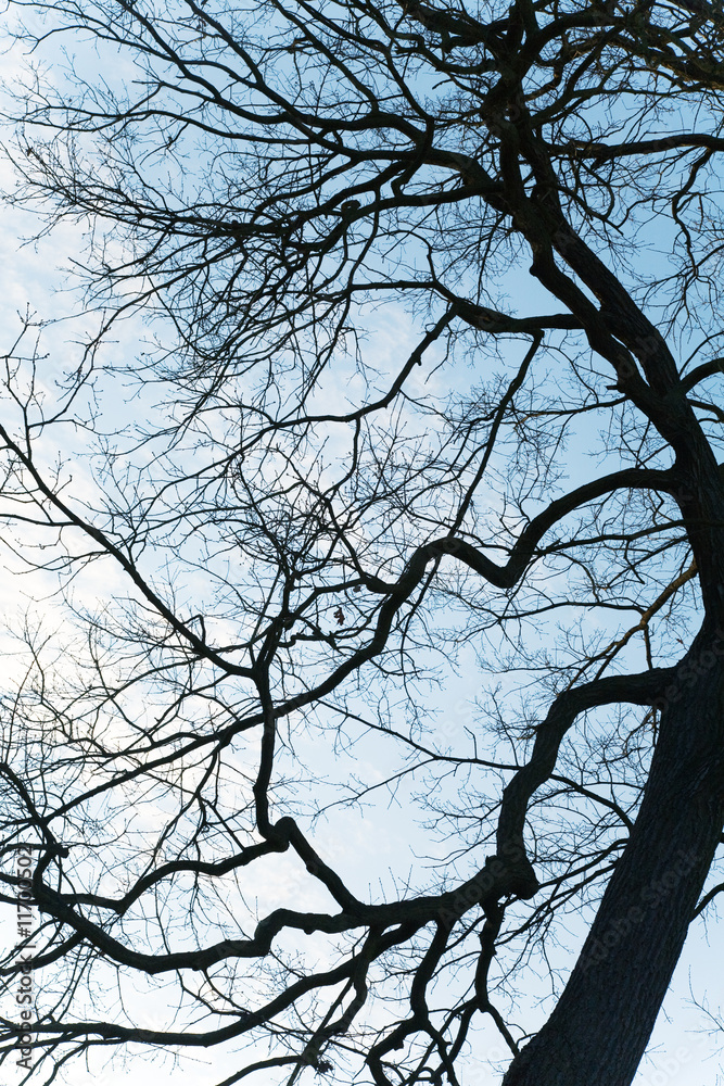 Silhouette a tree Silhouette a tree